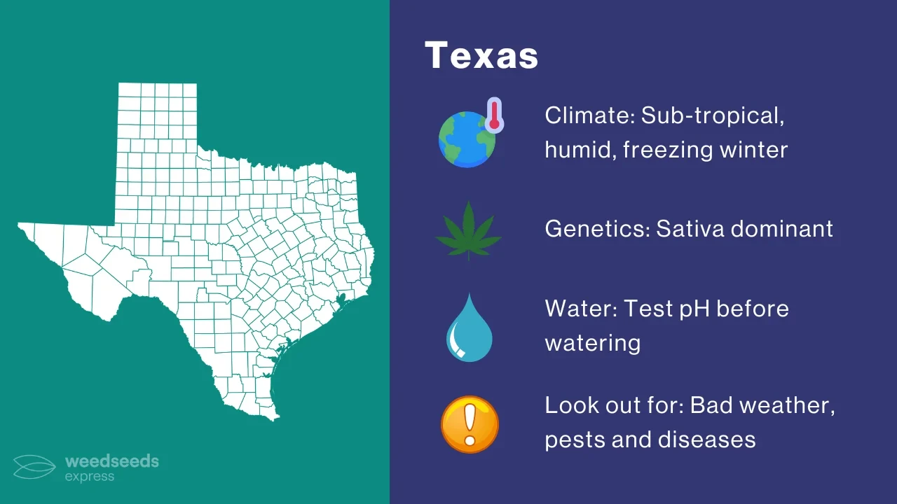 Texas Cannabis growing climate